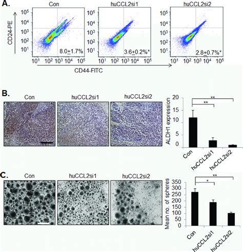 CCL2 gene silencing in breast cancer cells by Ca-TAT/siRNA complexes... | Download Scientific ...