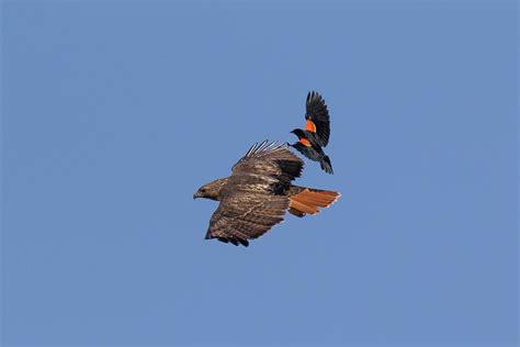 Hawk Under Attack Photograph By Tony Hake Fine Art America