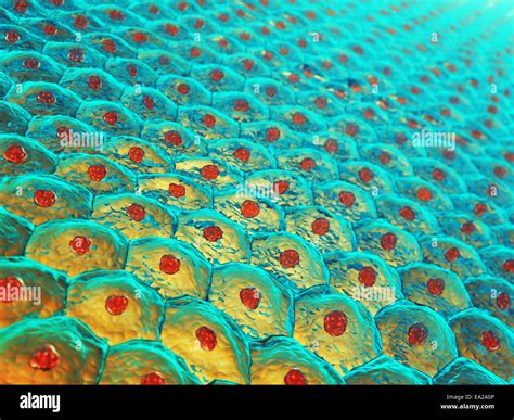 Human skin cells , Skin anatomy Stock Photo - Alamy