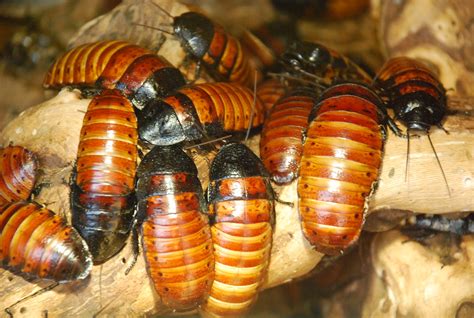 Madagascar Hissing Cockroach Madagascar Hissing Cockroach … Flickr