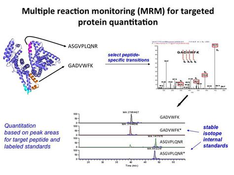 LC MS MRM Quantification Creative Proteomics