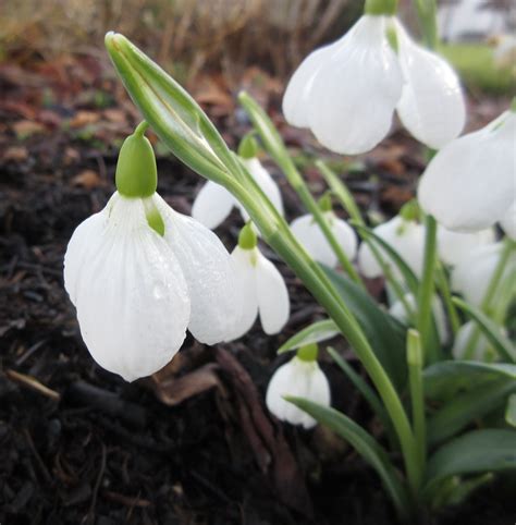 Galanthus Three Ships 28 01 2023 14 36 26 Plantaholic Sheila Flickr