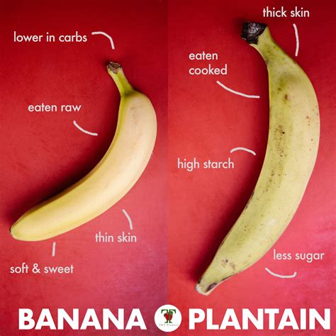 Thick Skin Plantains Eating Raw Fruits And Veggies Carbs Banana