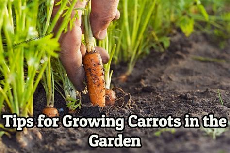 Tips For Growing Carrots In The Garden