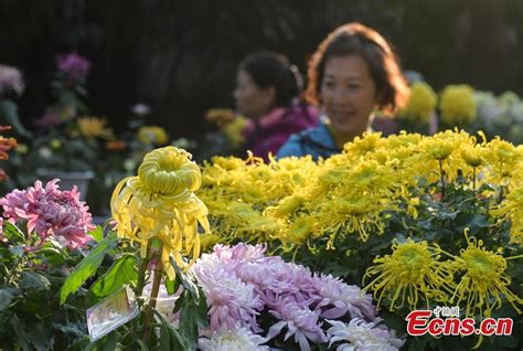 100 000 Chrysanthemums Bloom At Jinan Flower Festival