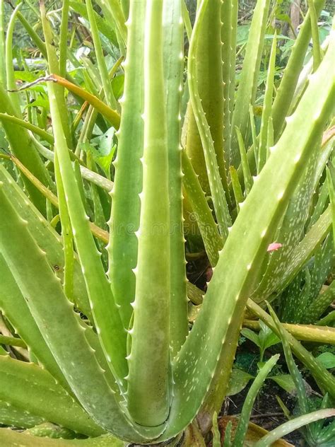 592 Aloe Vera Plant Barbadensis Stock Photos Free Royalty Free