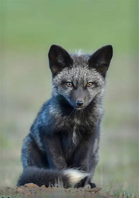 Pretty Silver Fox Kit | Animals wild, Pet fox, Melanistic animals