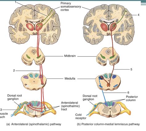 Spinothalamic And Posterior Column Medial Lemniscus Pathways Diagram