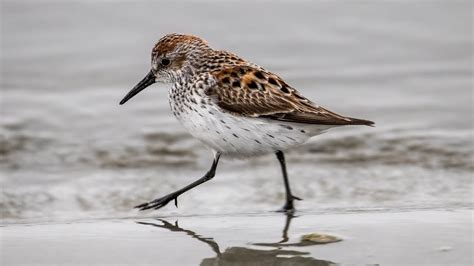 Перепончатопалый песочник .Calidris mauri. Птицы США. - YouTube