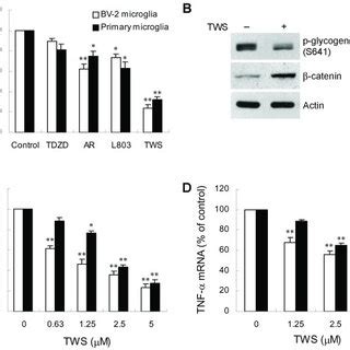 Inhibition of GSK 3β activity blocks LPS induced JNK signaling BV 2