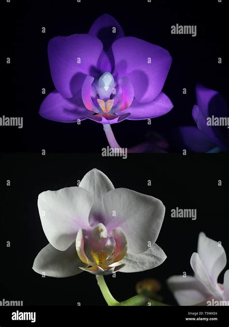 Moth orchid fluorescence in ultraviolet light (365 nm). Lower image ...