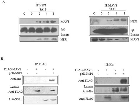 A Nsp Interacts With Mavs During Sa Infection Ht Cells Were