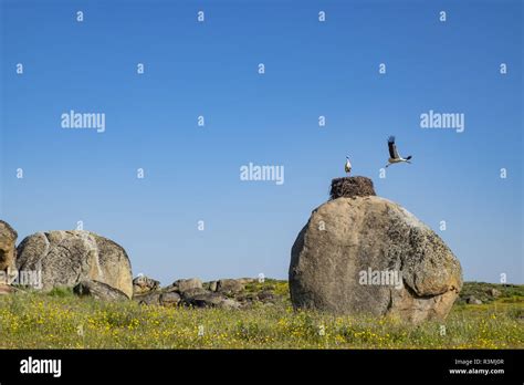 Granitic Formations And Nests Of White Storks Ciconia Ciconia