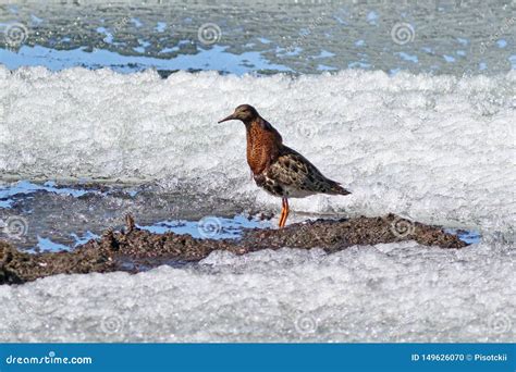 Ruff In Non Breeding Plumage At Akshi Beach Maharashtra India Stock