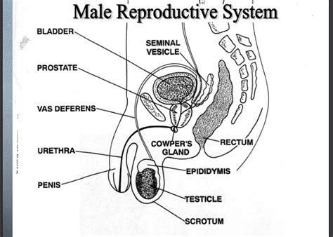 Health Unit Sex Organs Male Diagram Quizlet