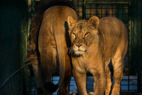 Lion couple stock photo. Image of fierce, large, mouth - 38425166