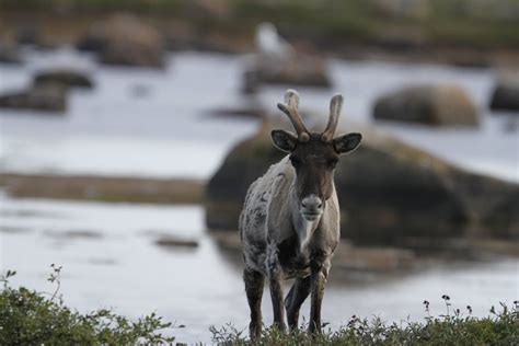 nunavuts caribou    move   spring migration