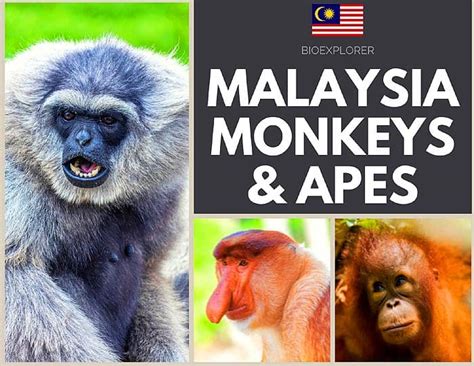 malaysian monkeys monkeys  malaysia bioexplorer