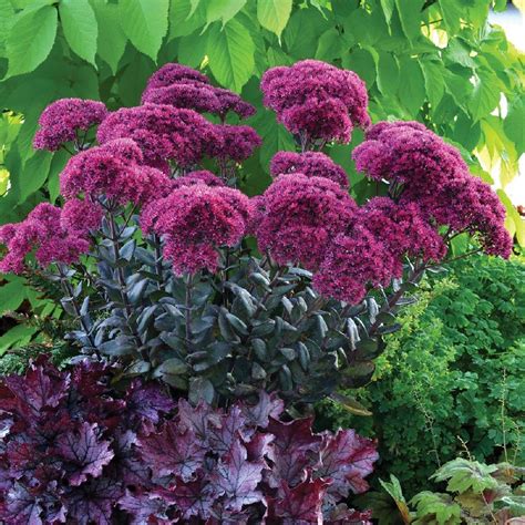 Plantes Vivaces SEDUM Thunderhead Sédum Orpin en vente