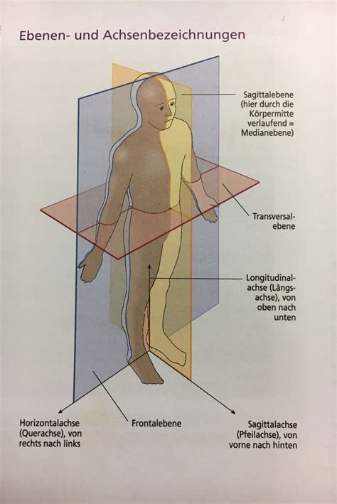 Pin Von Birgit Auf Anatomie Anatomie Lernen Anatomie Und Physiologie