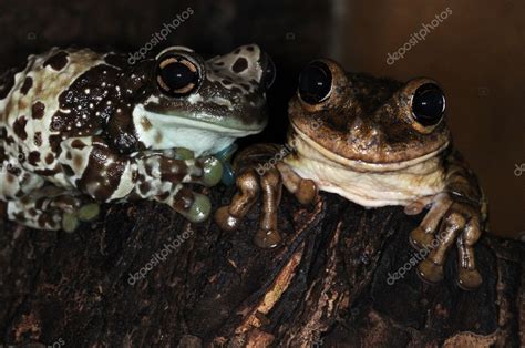 Two Frogs 1 — Stock Photo © Tiukay 1465158