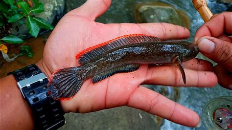 Nekad Najur Ikan Gabus Hias Channa Limbata Di Spot Angker Gak