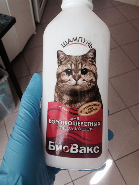 Шампунь от котеньки | Пикабу