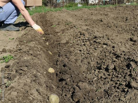 Hand Planting Potatoes In Garden Land On A Bright Sunny Day Growing