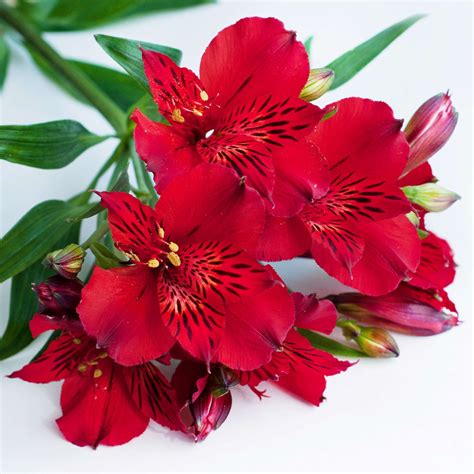 Alstroemeria Compact Inca Bandit Potted Plant Walmart