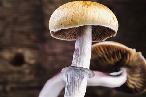 Magic Mushroom Dispensary Easy Wellness For Busy Schedules