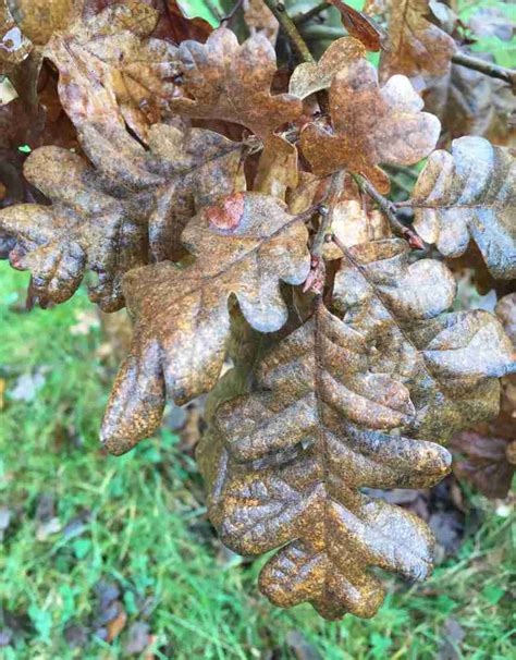 Botany quiz #1: Trees - Comox Valley NatureComox Valley Nature