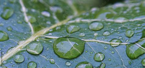 Water droplets on plant leaves Stock Photo | Adobe Stock