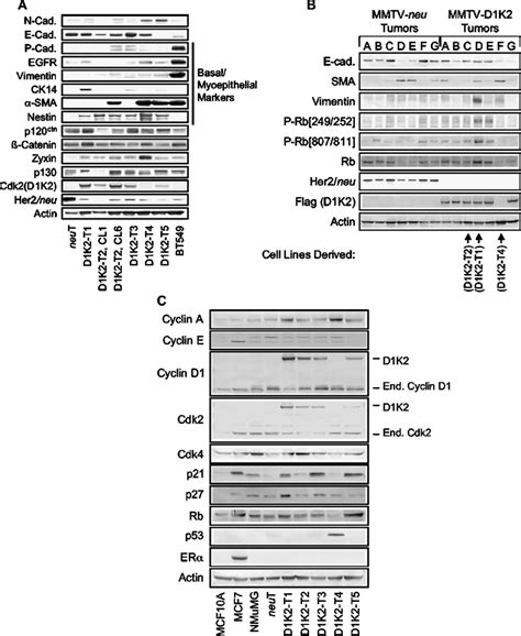 Cell Lines Derived From Mmtv D K Tumors Exhibit Protein Expression