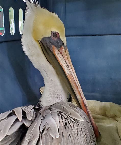 Brown Pelican 23 4033 Wildlife Center Of Virginia