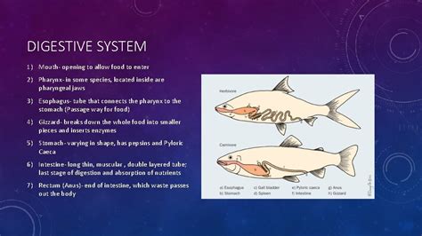 FISH ANATOMY AND PHYSIOLOGY ANATOMY Most fish all