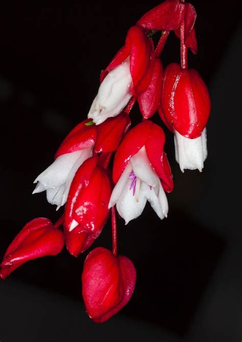 Name Medinilla Waterhousei Origin Fiji Red And White Flowers