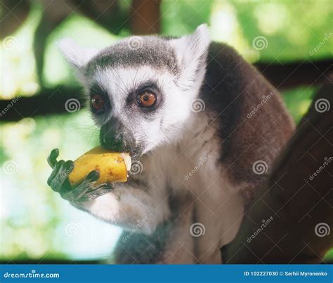 Lemur Eating Banana Close-up Stock Photo - Image of africa ...