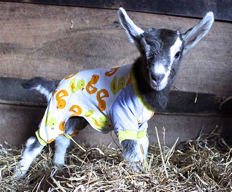 Goat Pajama Party Franklin Farmers Market