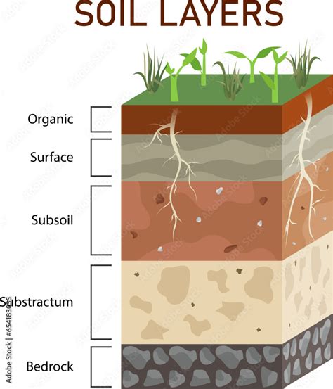 Soil Layers Diagram Vector Illustration Humus Soil Layer Structure