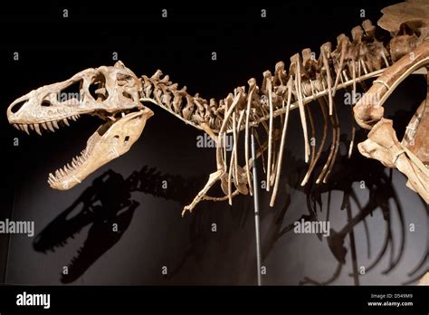 Tarbosaurus Bataar Exposition Of Dinosaurs From Gobi Desert In Mongolia Cosmocaixa Museum