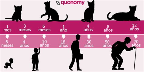 C Mo Calcular La Edad Humana De Tu Gato