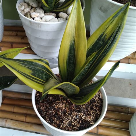 Jual Sansevieria Lidah Mertua Sansivera Gold Flame Moonshine