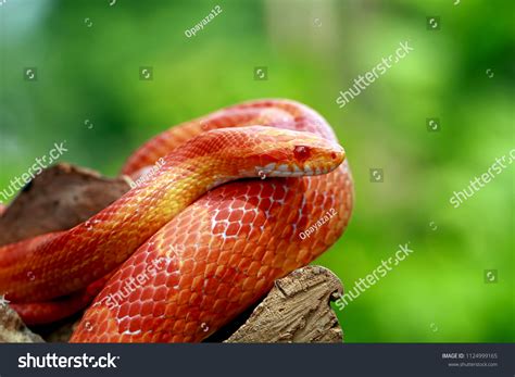 Corn Snake Pantherophis Guttatus Stock Photo Edit Now 1124999165