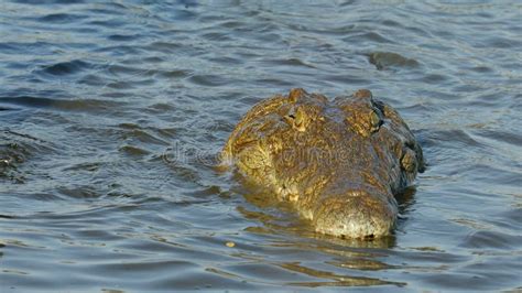 Nile Crocodile Catching And Eating A Fish Stock Video Video Of