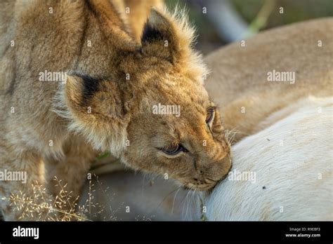 Baby Lion With Mom