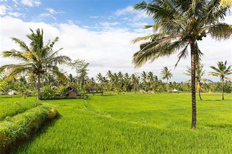 Paddy Fields And Coconut Trees License Image 70939881 Lookphotos