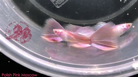 Polish Pink Moscow New Guppy Strains The Best Quality Millionfish