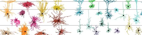 The tree of cortical cell types describes the diversity of neurons in the brain - ScienceBlog.com