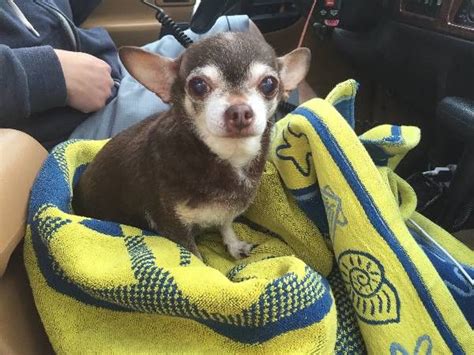 Lost Dog Chihuahua In Ridgefield Ct Losing A Dog