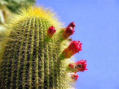 Cactus Poze Cactus Tipuri De Cactus Gradini Cu Cactusi